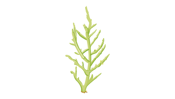 Salicornia europea 